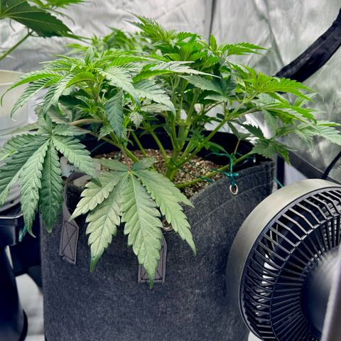 Animal Mintz growlog timeline photo