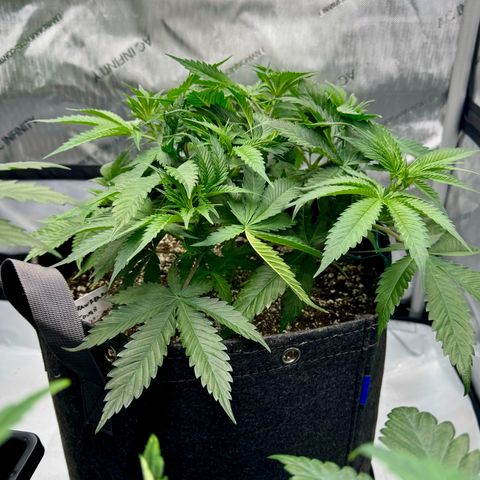Cough 1 growlog timeline photo