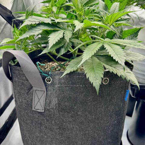 Cough 2 growlog timeline photo