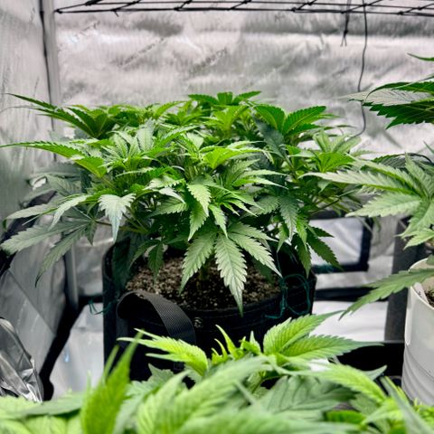 Peachy 1 growlog timeline photo