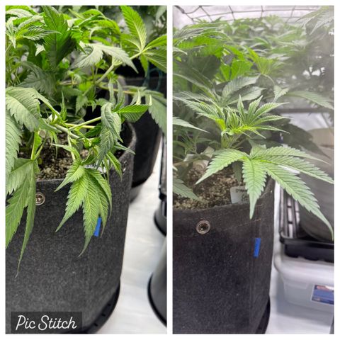 Cough 2 growlog timeline photo