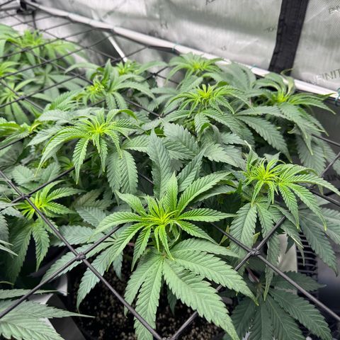 Animal Mintz growlog timeline photo