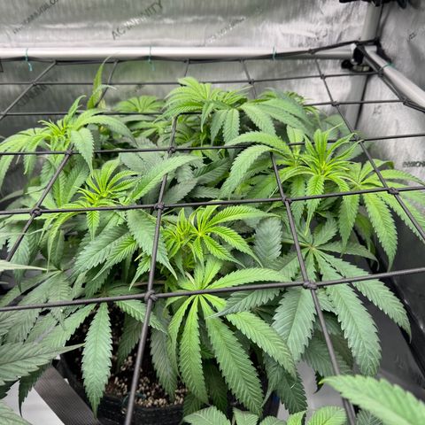 Cough 1 growlog timeline photo