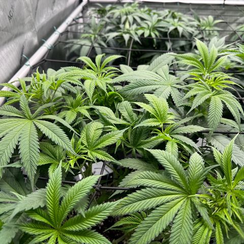 Cough 2 growlog timeline photo