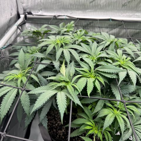 Peachy 1 growlog timeline photo