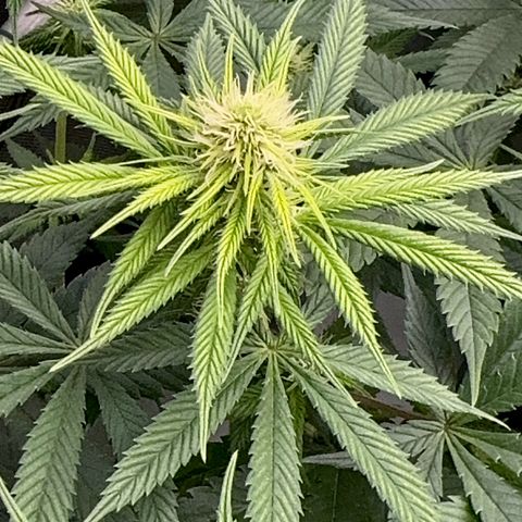 Cough 2 growlog timeline photo