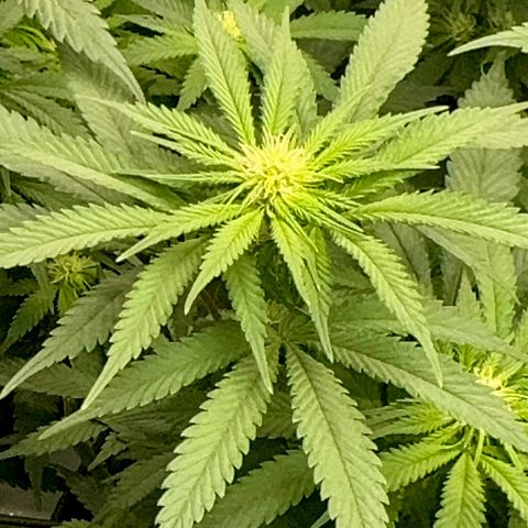 Peachy 1 growlog timeline photo