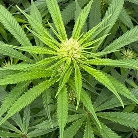 Cough 1 growlog timeline photo