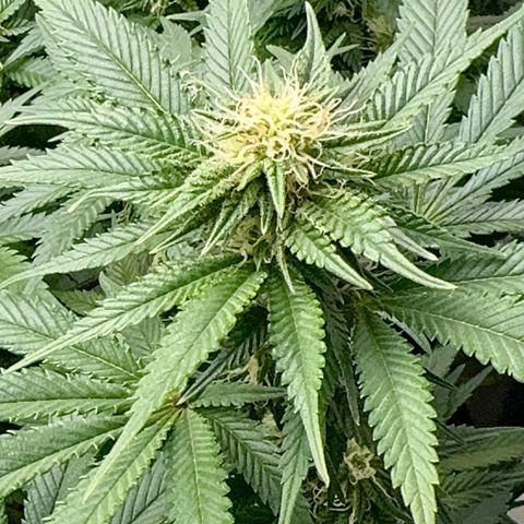 Animal Mintz growlog timeline photo