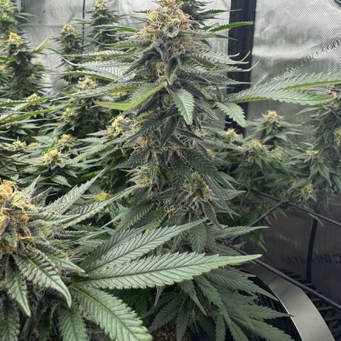 Animal Mintz growlog timeline photo