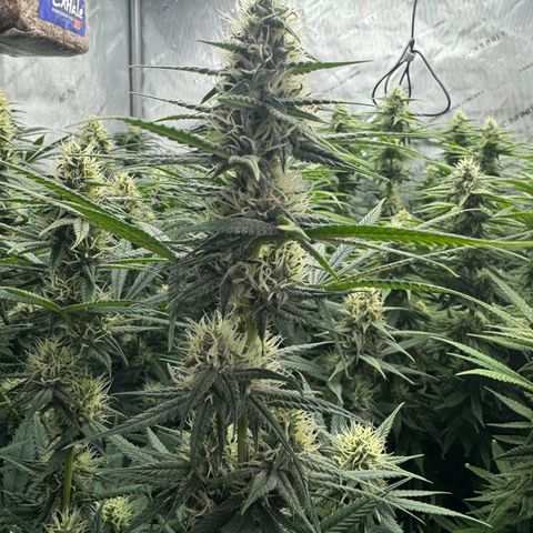 Cough 2 growlog timeline photo