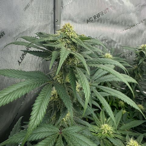 Peachy 1 growlog timeline photo