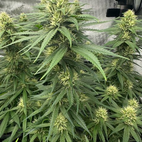 Cough 1 growlog timeline photo