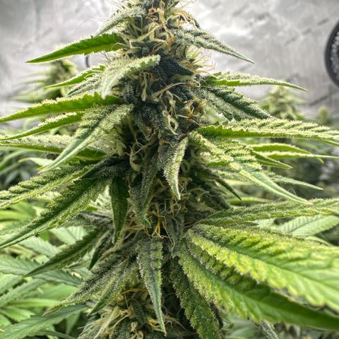 Cough 2 growlog timeline photo
