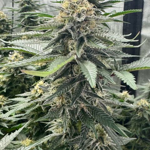 Cough 2 growlog timeline photo