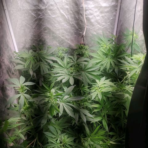 9varias growlog timeline photo
