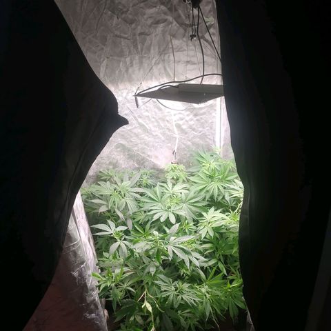9varias growlog timeline photo