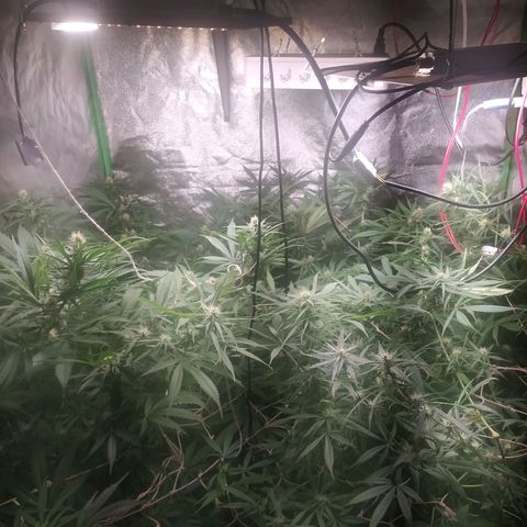 9varias growlog timeline photo