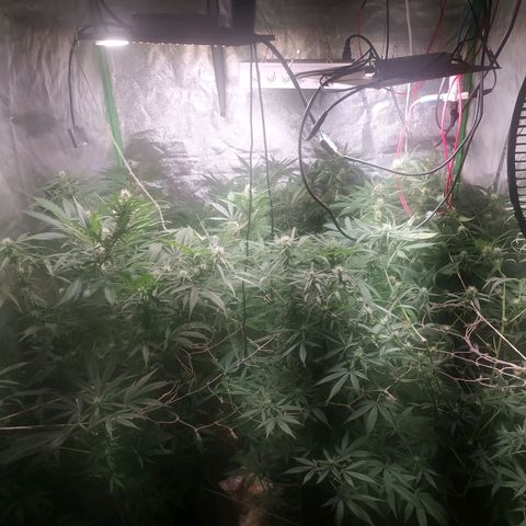 9varias growlog timeline photo