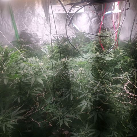 9varias growlog timeline photo
