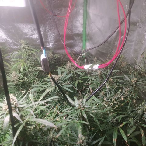 9varias growlog timeline photo