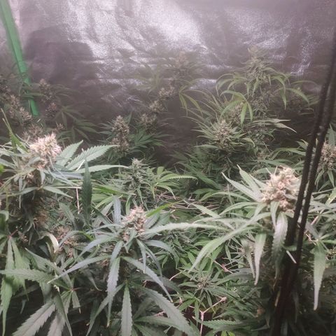 9varias growlog timeline photo