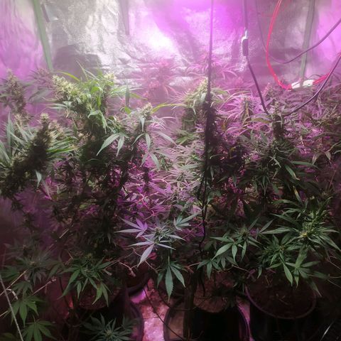 9varias growlog timeline photo