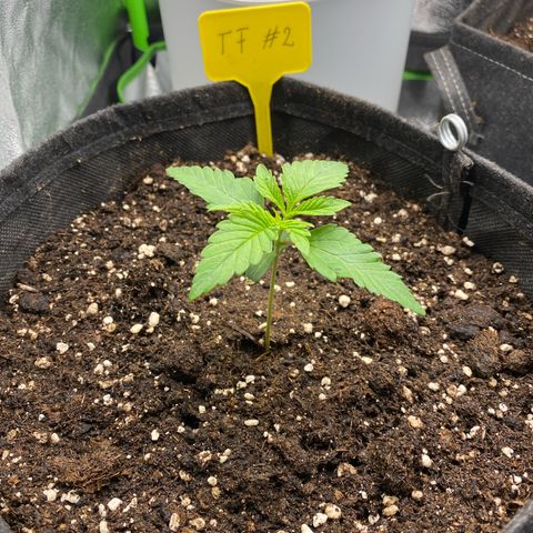 Tropical Fuel #2 (Exotic Seeds) growlog timeline photo