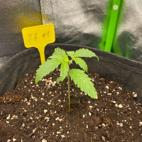 Tropical Fuel #1 (Exotic Seeds) growlog timeline photo