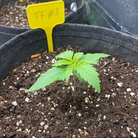 Tropical Fuel #3 (Exotic Seeds) growlog timeline photo