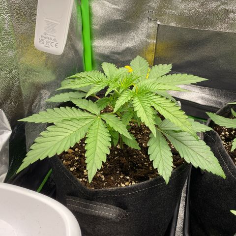 Tropical Fuel #2 (Exotic Seeds) growlog timeline photo