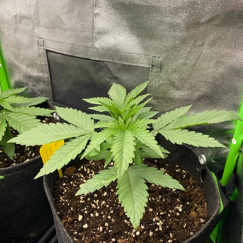 Tropical Fuel #1 (Exotic Seeds) growlog timeline photo