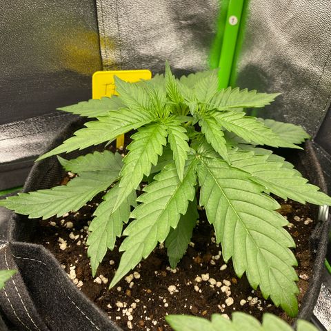 Tropical Fuel #3 (Exotic Seeds) growlog timeline photo