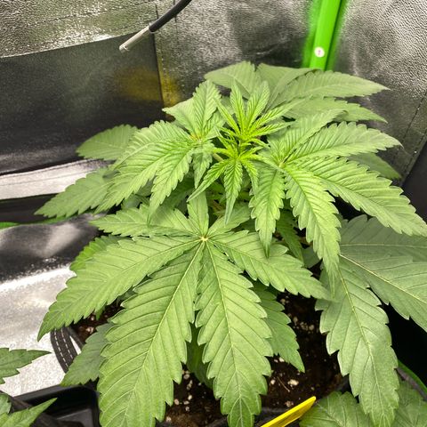 Tropical Fuel #1 (Exotic Seeds) growlog timeline photo