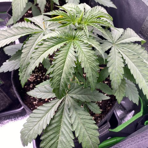 Tropical Fuel #2 (Exotic Seeds) growlog timeline photo