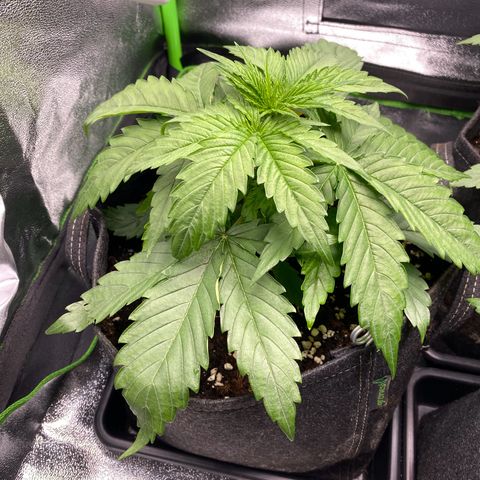 Tropical Fuel #3 (Exotic Seeds) growlog timeline photo