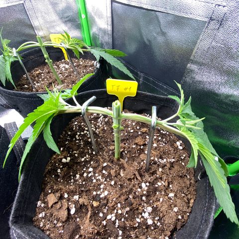 Tropical Fuel #1 (Exotic Seeds) growlog timeline photo