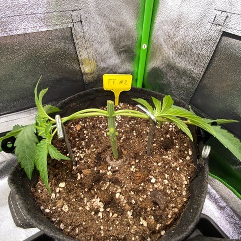 Tropical Fuel #2 (Exotic Seeds) growlog timeline photo