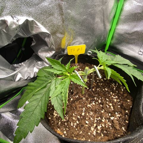 Tropical Fuel #3 (Exotic Seeds) growlog timeline photo