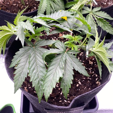 Tropical Fuel #3 (Exotic Seeds) growlog timeline photo