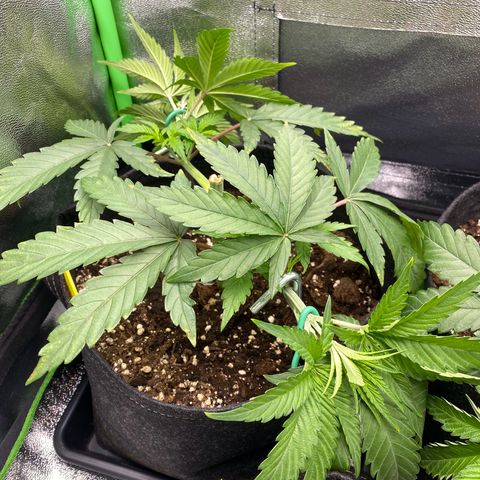 Tropical Fuel #2 (Exotic Seeds) growlog timeline photo