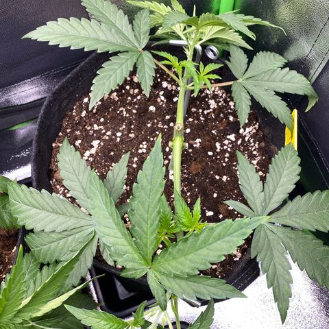 Tropical Fuel #1 (Exotic Seeds) growlog timeline photo