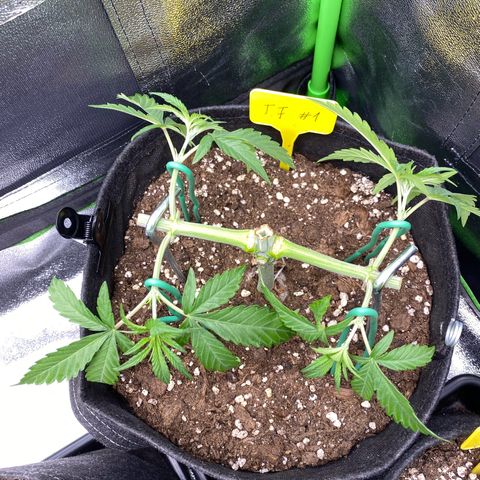 Tropical Fuel #1 (Exotic Seeds) growlog timeline photo