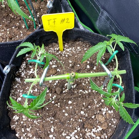 Tropical Fuel #2 (Exotic Seeds) growlog timeline photo