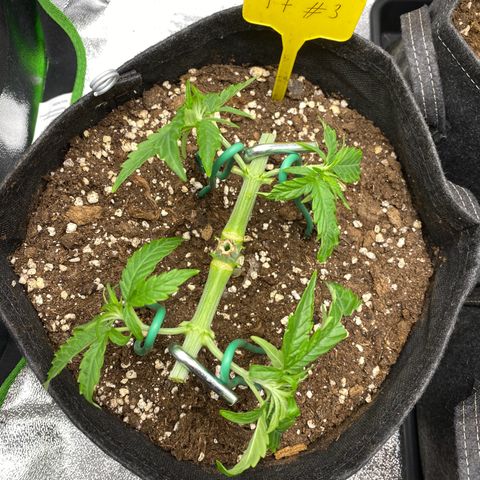 Tropical Fuel #3 (Exotic Seeds) growlog timeline photo