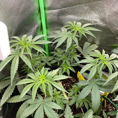 Tropical Fuel #1 (Exotic Seeds) growlog timeline photo