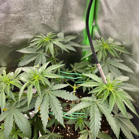 Tropical Fuel #2 (Exotic Seeds) growlog timeline photo