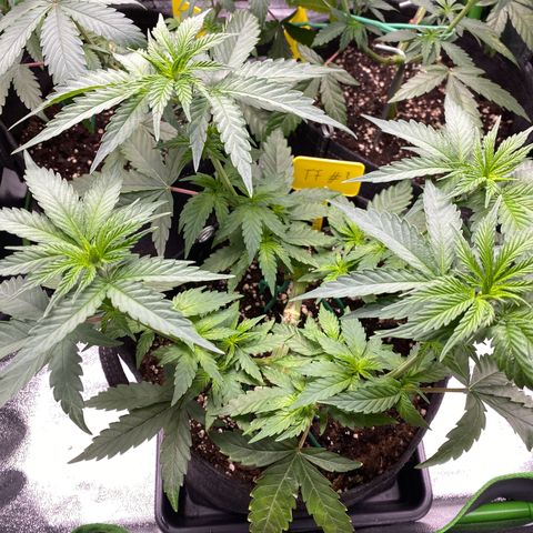 Tropical Fuel #3 (Exotic Seeds) growlog timeline photo