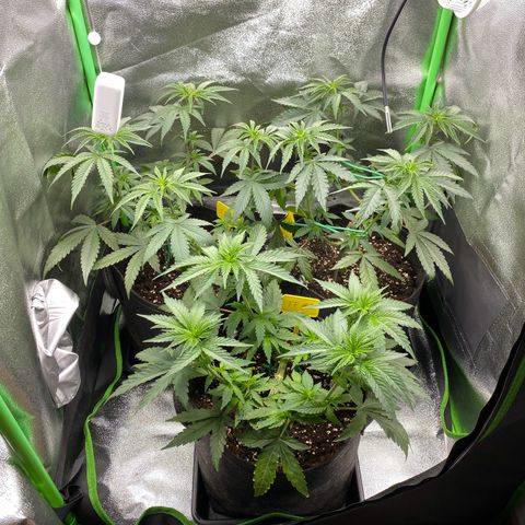 Tropical Fuel #2 (Exotic Seeds) growlog timeline photo