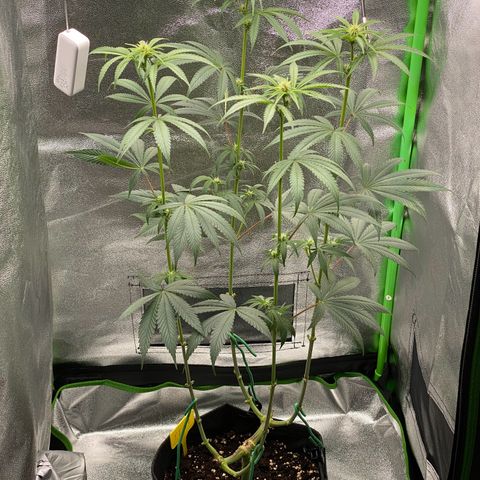 Tropical Fuel #1 (Exotic Seeds) growlog timeline photo